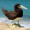 Pelecaniformes